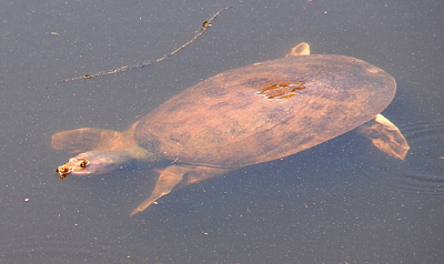 [The turtle swims just below the surface with its eyes and snout and a very small hump of the shell above the water. The entire turtle including all four webbed feet are visible as it swims.]